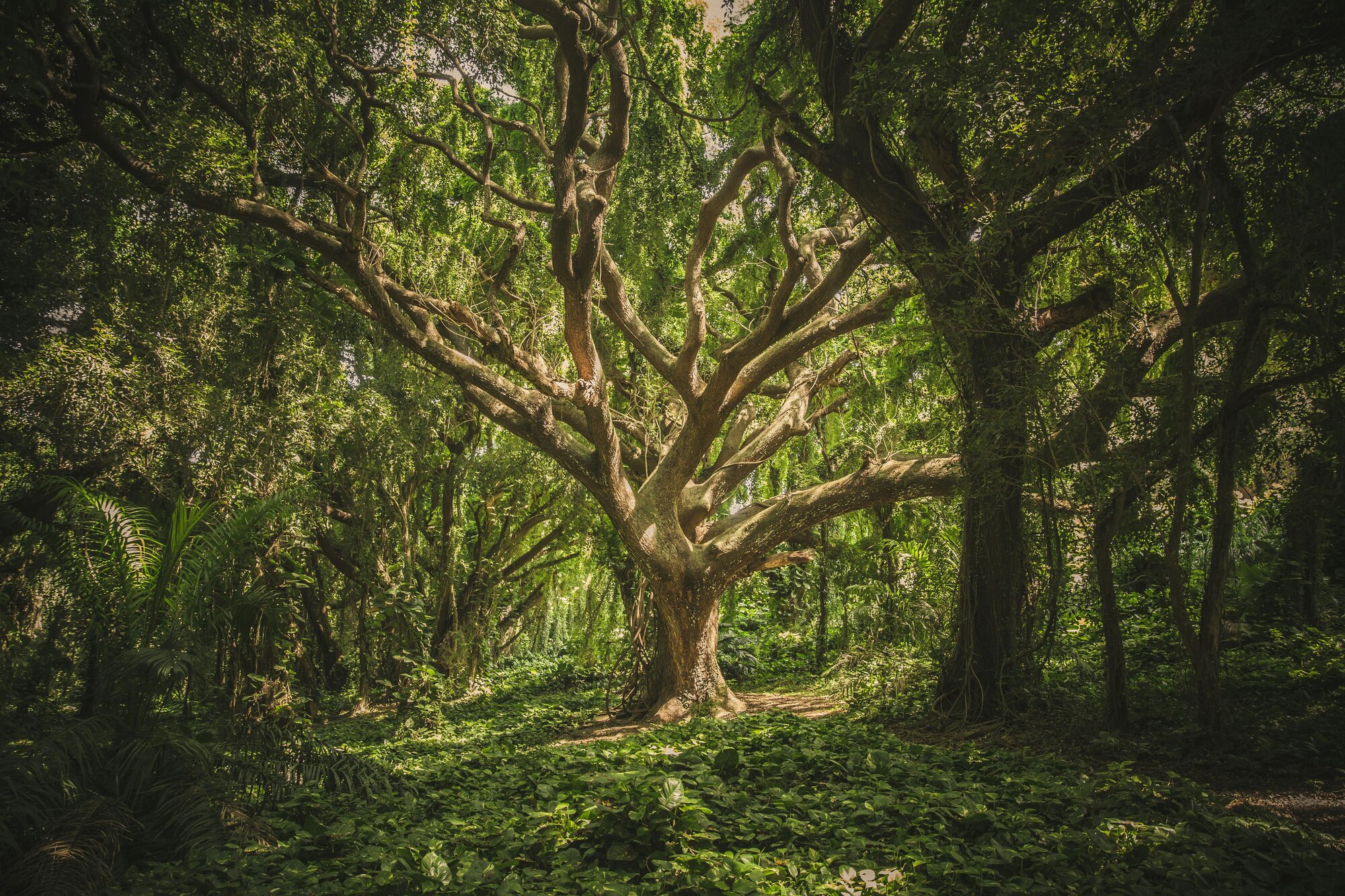 A great tree with branches reaching wide, dappled in green forest light